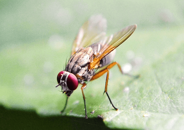 fruit fly, fly, inset, 